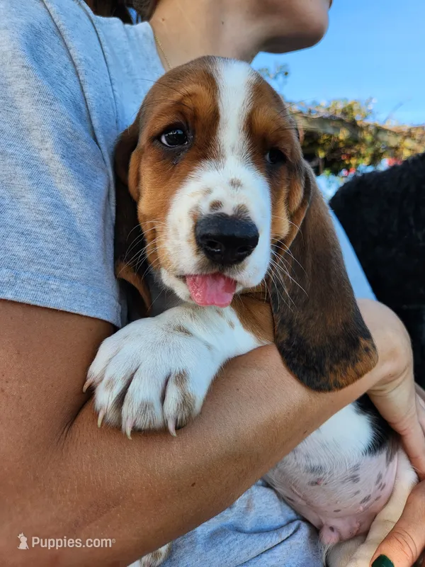 Hank – Basset Hound puppy for sale in Unionville, MO