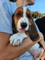 Hank, a male Basset Hound for sale in Unionville, MO – 1 of 4