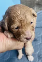 Berlin , a female Poodle - Miniature  for sale in Turlock, CA – Photo 1 of 2