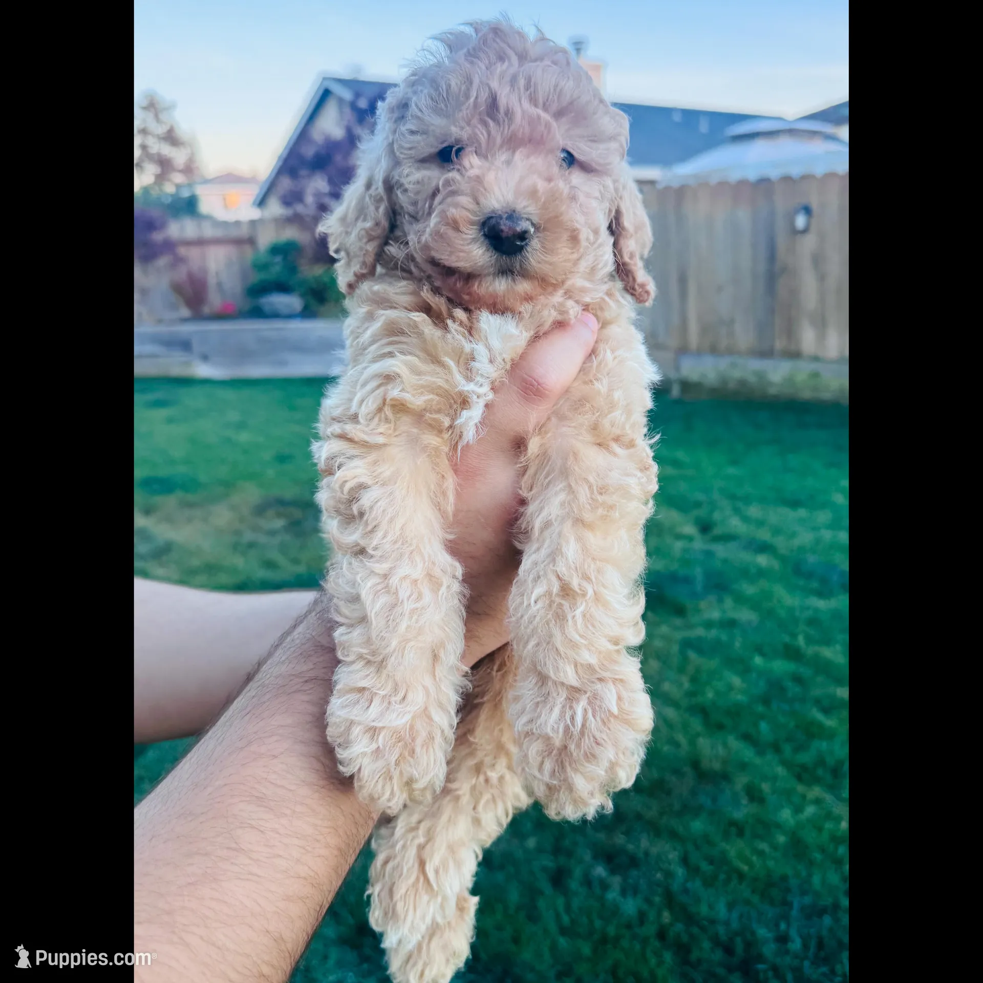 Sao Paulo – Poodle - Miniature  puppy for sale in Turlock, CA