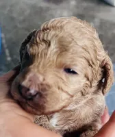 Sao Paulo, a male Poodle - Miniature  for sale in Turlock, CA – Photo 1 of 2