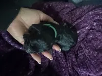 London, a female Poodle - Miniature  for sale in Turlock, CA – Photo 3 of 4