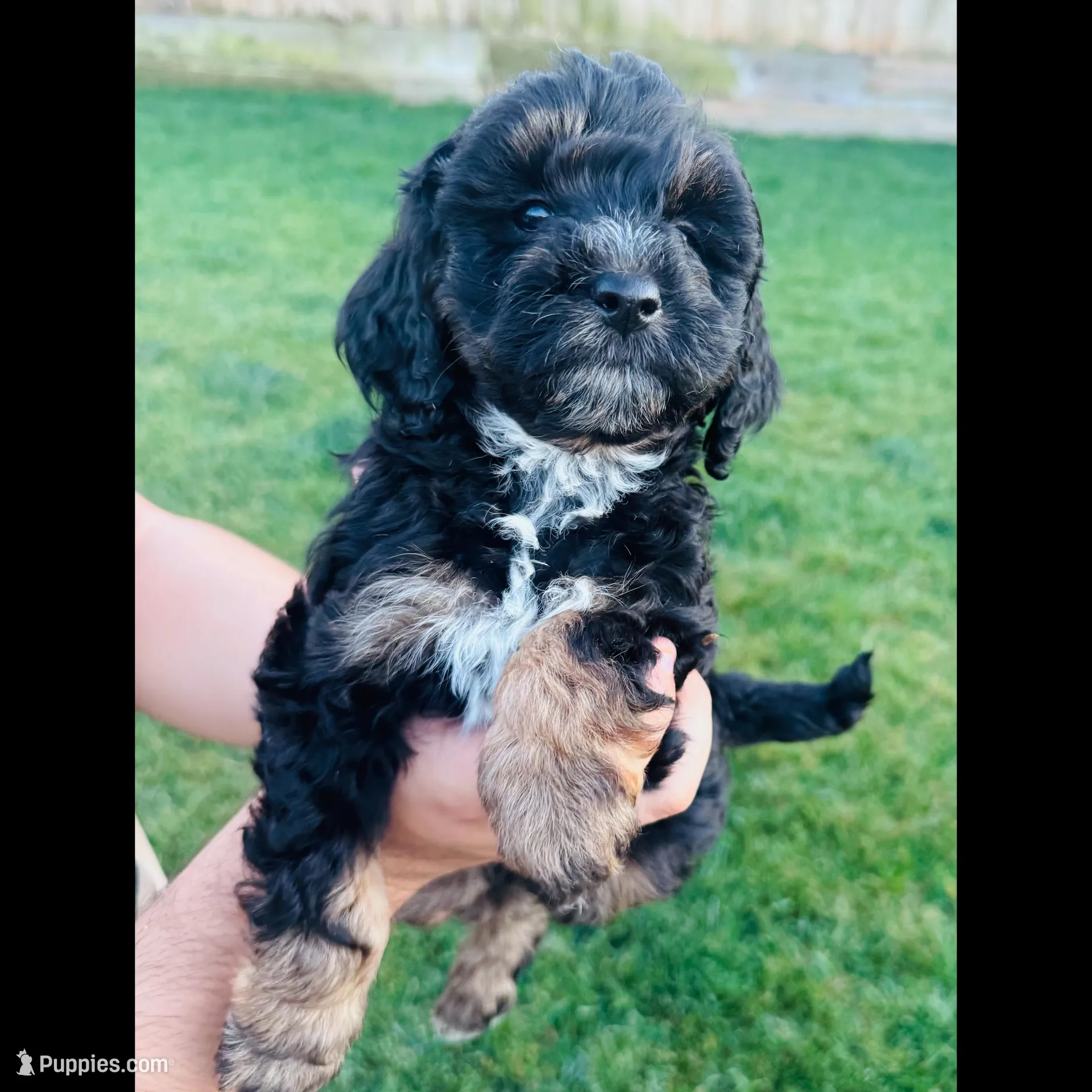 London – Poodle - Miniature  puppy for sale in Turlock, CA