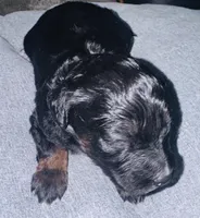 London, a female Poodle - Miniature  for sale in Turlock, CA – Photo 2 of 4