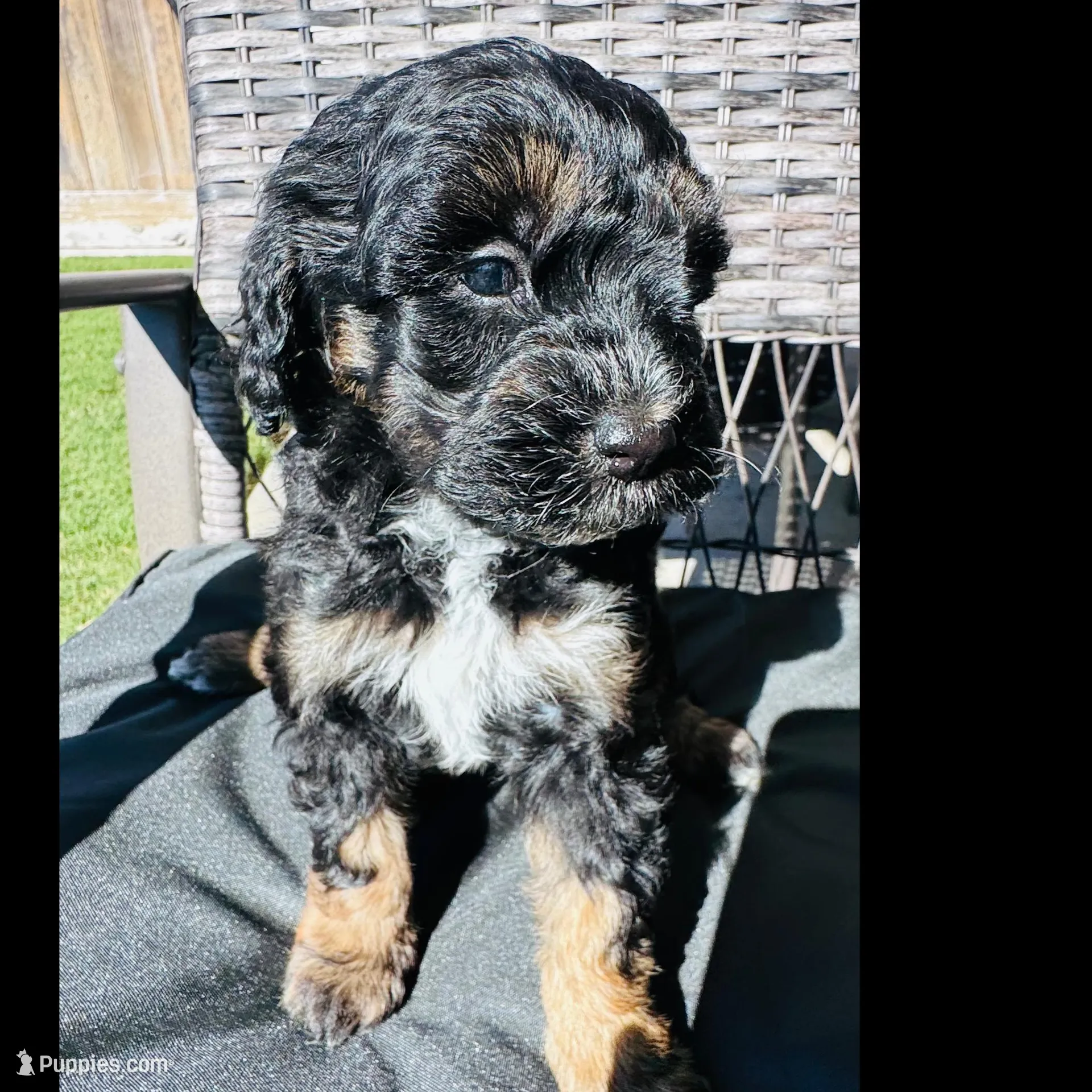 London – Poodle - Miniature  puppy for sale in Turlock, CA