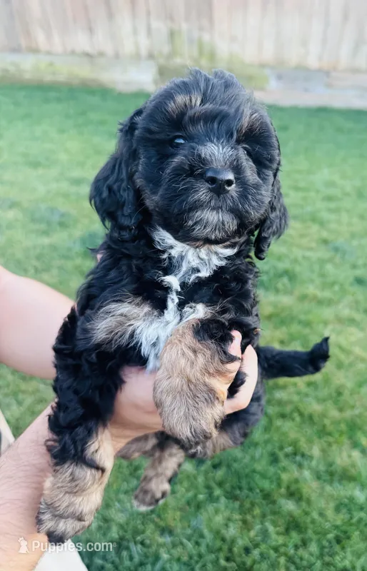 London – Poodle - Miniature  puppy for sale in Turlock, CA