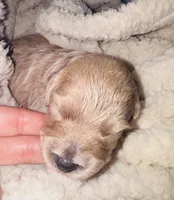 Vienna, a female Poodle - Miniature  for sale in Turlock, CA – Photo 2 of 3