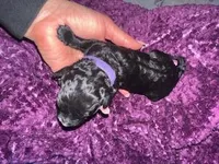 Paris, a female Poodle - Miniature  for sale in Turlock, CA – Photo 2 of 3