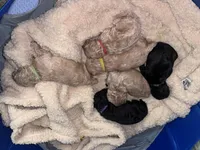 Milan, a male Poodle - Miniature  for sale in Turlock, CA – Photo 2 of 2