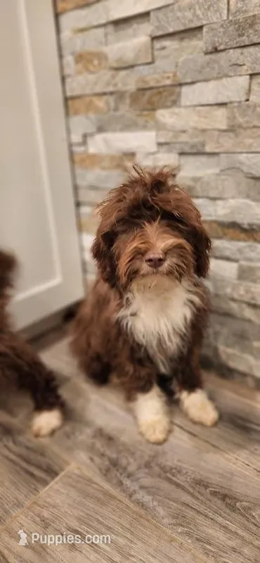 MInty – Portuguese Water Dog puppy for sale in Accokeek, MD