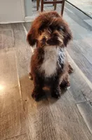 Kiwi, a male Portuguese Water Dog for sale in Accokeek, MD – Photo 4 of 5