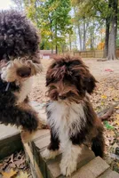 Kiwi, a male Portuguese Water Dog for sale in Accokeek, MD – Photo 3 of 5
