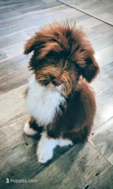 Kiwi – Portuguese Water Dog puppy for sale in Accokeek, MD