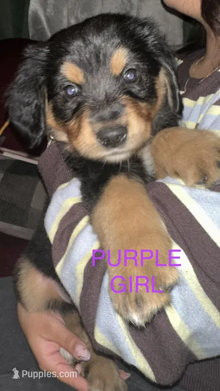 Purple Girl – Bernese Mountain Dog, Golden Retriever puppy for sale in Renton, WA