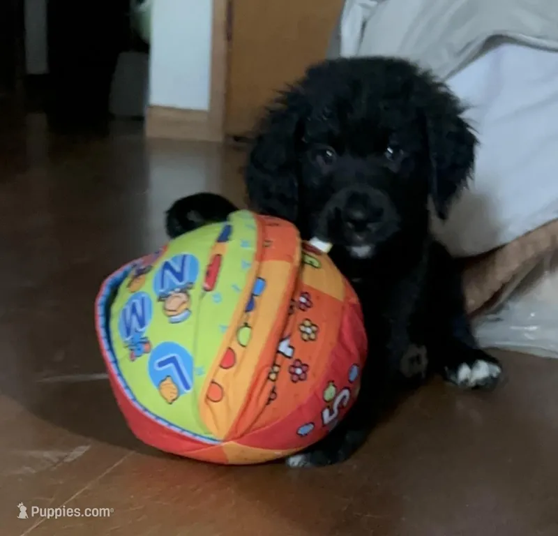 Brown Boy – Bernese Mountain Dog, Golden Retriever puppy for sale in Renton, WA