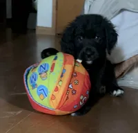 Brown Boy, a male Bernese Mountain Dog and Golden Retriever for sale in Renton, WA – Photo 1 of 2