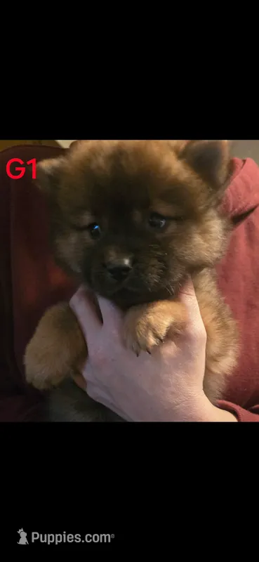 akc girl – Chow Chow puppy for sale in Inwood, WV