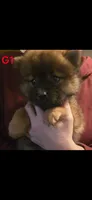 akc girl, a female Chow Chow for sale in Inwood, WV – 1 of 1