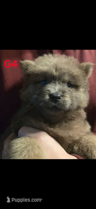 akc girl 4 – Chow Chow puppy for sale in Inwood, WV