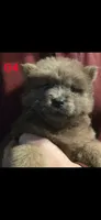 akc girl 4, a female Chow Chow for sale in Inwood, WV – 1 of 1
