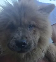 akc g3, a female Chow Chow for sale in Inwood, WV – 2 of 2