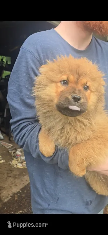 akc g1 – Chow Chow puppy for sale in Inwood, WV