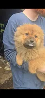 akc g1, a female Chow Chow for sale in Inwood, WV – 1 of 1