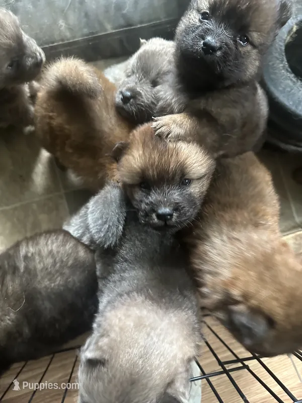 Akc boy  – Chow Chow puppy for sale in Inwood, WV