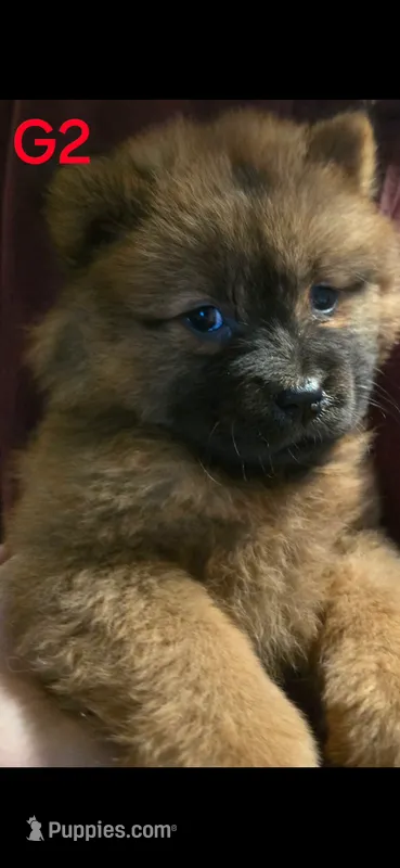 akc girl 2 – Chow Chow puppy for sale in Inwood, WV