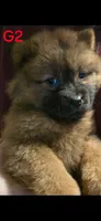 akc girl 2, a female Chow Chow for sale in Inwood, WV – 1 of 1