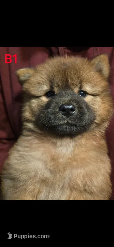 Akc boy  – Chow Chow puppy for sale in Inwood, WV