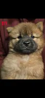 Akc boy , a male Chow Chow for sale in Inwood, WV – 1 of 1