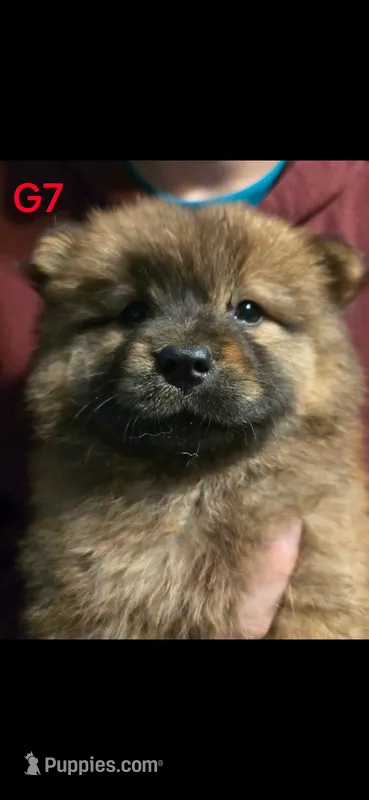 akc girl 7 – Chow Chow puppy for sale in Inwood, WV