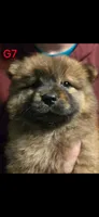 akc girl 7, a female Chow Chow for sale in Inwood, WV – 1 of 1