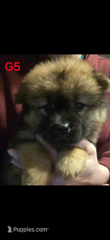 akc girl 5 – Chow Chow puppy for sale in Inwood, WV