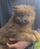 akc boy, a female Chow Chow for sale in Inwood, WV – 1 of 1