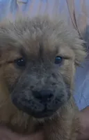 akc boy, a female Chow Chow for sale in Inwood, WV – 2 of 2