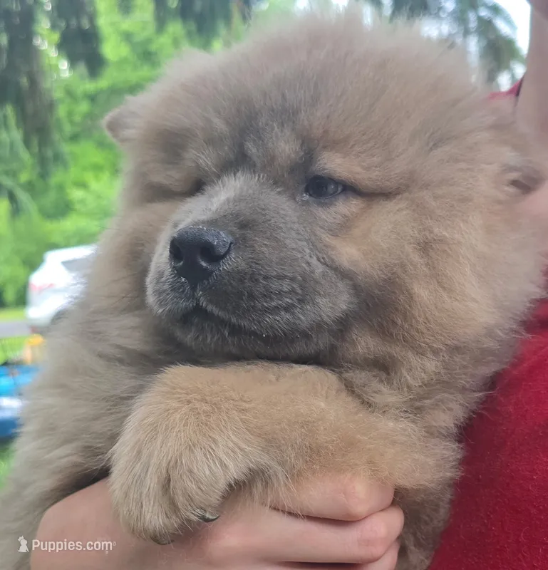 akc g3 – Chow Chow puppy for sale in Inwood, WV