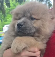 akc g3, a female Chow Chow for sale in Inwood, WV – 1 of 2
