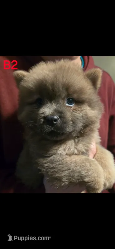 akc boy 2 – Chow Chow puppy for sale in Inwood, WV