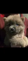 akc boy 2, a male Chow Chow for sale in Inwood, WV – 1 of 1