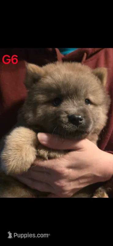 akc girl 6 – Chow Chow puppy for sale in Inwood, WV