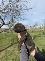 black, a female Cane Corso for sale in Ellensburg, WA – Photo 5 of 8