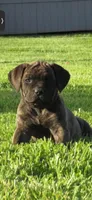 black, a female Cane Corso for sale in Ellensburg, WA – Photo 3 of 8