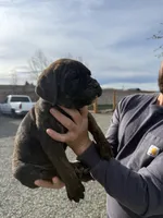 black, a female Cane Corso for sale in Ellensburg, WA – Photo 4 of 8