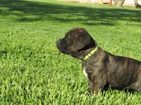 black, a female Cane Corso for sale in Ellensburg, WA – Photo 2 of 8