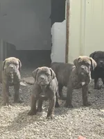 black, a female Cane Corso for sale in Ellensburg, WA – Photo 7 of 8