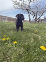 black, a female Cane Corso for sale in Ellensburg, WA – Photo 8 of 8