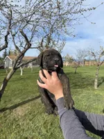 black, a female Cane Corso for sale in Ellensburg, WA – Photo 6 of 8
