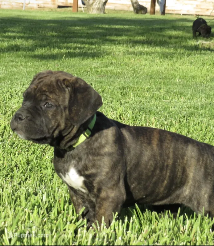 black – Cane Corso puppy for sale in Ellensburg, WA